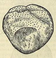 Picture 32 of 71 from Vlyssis Aldrovandi philosophi, et medici Bononiensis De reliquis animalibus exanguibus libri quatuor (1642), leaf 416