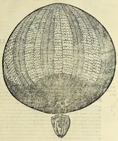 Picture 34 of 71 from Vlyssis Aldrovandi philosophi, et medici Bononiensis De reliquis animalibus exanguibus libri quatuor (1642), leaf 423