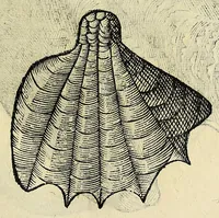 Picture 36 of 71 from Vlyssis Aldrovandi philosophi, et medici Bononiensis De reliquis animalibus exanguibus libri quatuor (1642), leaf 459