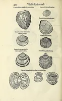 An illustration from Vlyssis Aldrovandi philosophi, et medici Bononiensis De reliquis animalibus exanguibus libri quatuor (1642)