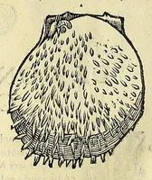 An illustration from Vlyssis Aldrovandi philosophi, et medici Bononiensis De reliquis animalibus exanguibus libri quatuor (1642)