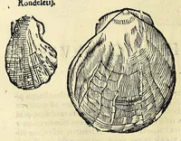 An illustration from Vlyssis Aldrovandi philosophi, et medici Bononiensis De reliquis animalibus exanguibus libri quatuor (1642)
