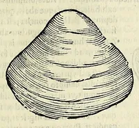 Picture 42 of 71 from Vlyssis Aldrovandi philosophi, et medici Bononiensis De reliquis animalibus exanguibus libri quatuor (1642), leaf 473