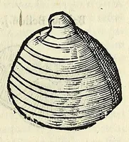 An illustration from Vlyssis Aldrovandi philosophi, et medici Bononiensis De reliquis animalibus exanguibus libri quatuor (1642)