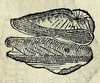 Picture 44 of 71 from Vlyssis Aldrovandi philosophi, et medici Bononiensis De reliquis animalibus exanguibus libri quatuor (1642), leaf 473