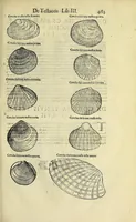 An illustration from Vlyssis Aldrovandi philosophi, et medici Bononiensis De reliquis animalibus exanguibus libri quatuor (1642)