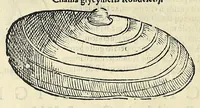 Picture 46 of 71 from Vlyssis Aldrovandi philosophi, et medici Bononiensis De reliquis animalibus exanguibus libri quatuor (1642), leaf 486