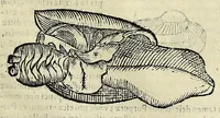 Picture 48 of 71 from Vlyssis Aldrovandi philosophi, et medici Bononiensis De reliquis animalibus exanguibus libri quatuor (1642), leaf 489