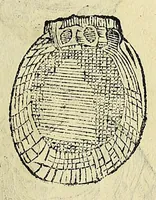 Picture 51 of 71 from Vlyssis Aldrovandi philosophi, et medici Bononiensis De reliquis animalibus exanguibus libri quatuor (1642), leaf 507