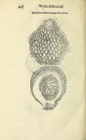 Picture 52 of 71 from Vlyssis Aldrovandi philosophi, et medici Bononiensis De reliquis animalibus exanguibus libri quatuor (1642), leaf 510