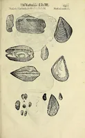 An illustration from Vlyssis Aldrovandi philosophi, et medici Bononiensis De reliquis animalibus exanguibus libri quatuor (1642)