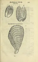 An illustration from Vlyssis Aldrovandi philosophi, et medici Bononiensis De reliquis animalibus exanguibus libri quatuor (1642)