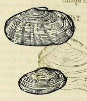 Picture 56 of 71 from Vlyssis Aldrovandi philosophi, et medici Bononiensis De reliquis animalibus exanguibus libri quatuor (1642), leaf 534