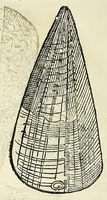An illustration from Vlyssis Aldrovandi philosophi, et medici Bononiensis De reliquis animalibus exanguibus libri quatuor (1642)
