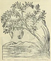 An illustration from Vlyssis Aldrovandi philosophi, et medici Bononiensis De reliquis animalibus exanguibus libri quatuor (1642)
