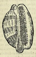 Picture 61 of 71 from Vlyssis Aldrovandi philosophi, et medici Bononiensis De reliquis animalibus exanguibus libri quatuor (1642), leaf 569