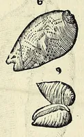 An illustration from Vlyssis Aldrovandi philosophi, et medici Bononiensis De reliquis animalibus exanguibus libri quatuor (1642)