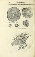 An illustration from Vlyssis Aldrovandi philosophi, et medici Bononiensis De reliquis animalibus exanguibus libri quatuor (1642)