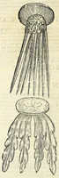 An illustration from Vlyssis Aldrovandi philosophi, et medici Bononiensis De reliquis animalibus exanguibus libri quatuor (1642)