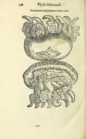 Picture 67 of 71 from Vlyssis Aldrovandi philosophi, et medici Bononiensis De reliquis animalibus exanguibus libri quatuor (1642), leaf 590