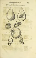 Picture 68 of 71 from Vlyssis Aldrovandi philosophi, et medici Bononiensis De reliquis animalibus exanguibus libri quatuor (1642), leaf 599