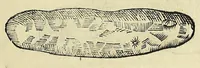 An illustration from Vlyssis Aldrovandi philosophi, et medici Bononiensis De reliquis animalibus exanguibus libri quatuor (1642)