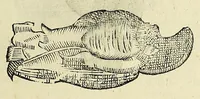 An illustration from Vlyssis Aldrovandi philosophi, et medici Bononiensis De reliquis animalibus exanguibus libri quatuor (1642)