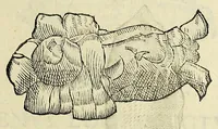 Picture 2 of 71 from Vlyssis Aldrovandi philosophi, et medici Bononiensis De reliquis animalibus exanguibus libri quatuor (1642), leaf 93