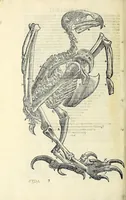 Picture 5 of 36 from Vlyssis Aldrovandi philosophi ac medici Bononiensis historiam naturalem in gymnasio Bononiensi profitentis, Ornithologiae, hoc est, De avibus historiae libri XII ... : cum indice septendecim linguarum copiosissimo (1599), leaf 154
