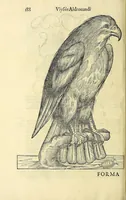 Picture 6 of 36 from Vlyssis Aldrovandi philosophi ac medici Bononiensis historiam naturalem in gymnasio Bononiensi profitentis, Ornithologiae, hoc est, De avibus historiae libri XII ... : cum indice septendecim linguarum copiosissimo (1599), leaf 220