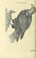 Picture 7 of 36 from Vlyssis Aldrovandi philosophi ac medici Bononiensis historiam naturalem in gymnasio Bononiensi profitentis, Ornithologiae, hoc est, De avibus historiae libri XII ... : cum indice septendecim linguarum copiosissimo (1599), leaf 238