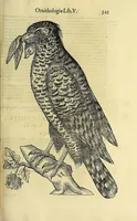 Picture 11 of 36 from Vlyssis Aldrovandi philosophi ac medici Bononiensis historiam naturalem in gymnasio Bononiensi profitentis, Ornithologiae, hoc est, De avibus historiae libri XII ... : cum indice septendecim linguarum copiosissimo (1599), leaf 375