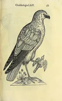 Picture 12 of 36 from Vlyssis Aldrovandi philosophi ac medici Bononiensis historiam naturalem in gymnasio Bononiensi profitentis, Ornithologiae, hoc est, De avibus historiae libri XII ... : cum indice septendecim linguarum copiosissimo (1599), leaf 413