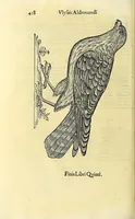 Picture 15 of 36 from Vlyssis Aldrovandi philosophi ac medici Bononiensis historiam naturalem in gymnasio Bononiensi profitentis, Ornithologiae, hoc est, De avibus historiae libri XII ... : cum indice septendecim linguarum copiosissimo (1599), leaf 460