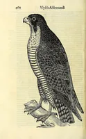 An illustration from Vlyssis Aldrovandi philosophi ac medici Bononiensis historiam naturalem in gymnasio Bononiensi profitentis, Ornithologiae, hoc est, De avibus historiae libri XII ... : cum indice septendecim linguarum copiosissimo (1599)