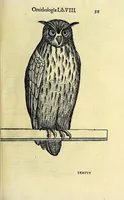 Picture 17 of 36 from Vlyssis Aldrovandi philosophi ac medici Bononiensis historiam naturalem in gymnasio Bononiensi profitentis, Ornithologiae, hoc est, De avibus historiae libri XII ... : cum indice septendecim linguarum copiosissimo (1599), leaf 543