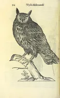 Picture 18 of 36 from Vlyssis Aldrovandi philosophi ac medici Bononiensis historiam naturalem in gymnasio Bononiensi profitentis, Ornithologiae, hoc est, De avibus historiae libri XII ... : cum indice septendecim linguarum copiosissimo (1599), leaf 556
