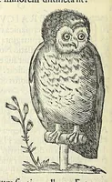 An illustration from Vlyssis Aldrovandi philosophi ac medici Bononiensis historiam naturalem in gymnasio Bononiensi profitentis, Ornithologiae, hoc est, De avibus historiae libri XII ... : cum indice septendecim linguarum copiosissimo (1599)