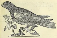 Picture 21 of 36 from Vlyssis Aldrovandi philosophi ac medici Bononiensis historiam naturalem in gymnasio Bononiensi profitentis, Ornithologiae, hoc est, De avibus historiae libri XII ... : cum indice septendecim linguarum copiosissimo (1599), leaf 601