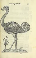 Picture 22 of 36 from Vlyssis Aldrovandi philosophi ac medici Bononiensis historiam naturalem in gymnasio Bononiensi profitentis, Ornithologiae, hoc est, De avibus historiae libri XII ... : cum indice septendecim linguarum copiosissimo (1599), leaf 623