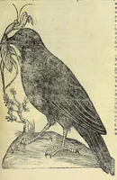Picture 29 of 36 from Vlyssis Aldrovandi philosophi ac medici Bononiensis historiam naturalem in gymnasio Bononiensi profitentis, Ornithologiae, hoc est, De avibus historiae libri XII ... : cum indice septendecim linguarum copiosissimo (1599), leaf 801