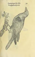 An illustration from Vlyssis Aldrovandi philosophi ac medici Bononiensis historiam naturalem in gymnasio Bononiensi profitentis, Ornithologiae, hoc est, De avibus historiae libri XII ... : cum indice septendecim linguarum copiosissimo (1599)