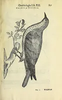 Picture 34 of 36 from Vlyssis Aldrovandi philosophi ac medici Bononiensis historiam naturalem in gymnasio Bononiensi profitentis, Ornithologiae, hoc est, De avibus historiae libri XII ... : cum indice septendecim linguarum copiosissimo (1599), leaf 889