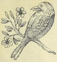 An illustration from Vlyssis Aldrovandi philosophi ac medici Bononiensis historiam naturalem in gymnasio Bononiensi profitentis, Ornithologiae, hoc est, De avibus historiae libri XII ... : cum indice septendecim linguarum copiosissimo (1599)