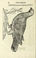 Picture 4 of 52 from Vlyssis Aldrovandi philosophi ac medici Bononiensis historiam naturalem in gymnasio Bononiensi profitentis, Ornithologiae, hoc est, De avibus historiae libri XII ... : cum indice septendecim linguarum copiosissimo (1599), leaf 100