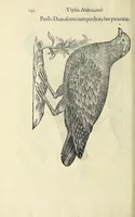 Picture 7 of 52 from Vlyssis Aldrovandi philosophi ac medici Bononiensis historiam naturalem in gymnasio Bononiensi profitentis, Ornithologiae, hoc est, De avibus historiae libri XII ... : cum indice septendecim linguarum copiosissimo (1599), leaf 160