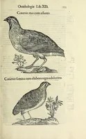 Picture 8 of 52 from Vlyssis Aldrovandi philosophi ac medici Bononiensis historiam naturalem in gymnasio Bononiensi profitentis, Ornithologiae, hoc est, De avibus historiae libri XII ... : cum indice septendecim linguarum copiosissimo (1599), leaf 171