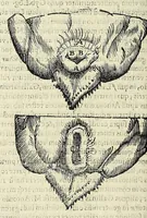Picture 9 of 52 from Vlyssis Aldrovandi philosophi ac medici Bononiensis historiam naturalem in gymnasio Bononiensi profitentis, Ornithologiae, hoc est, De avibus historiae libri XII ... : cum indice septendecim linguarum copiosissimo (1599), leaf 218