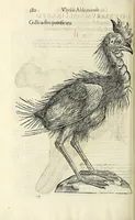 An illustration from Vlyssis Aldrovandi philosophi ac medici Bononiensis historiam naturalem in gymnasio Bononiensi profitentis, Ornithologiae, hoc est, De avibus historiae libri XII ... : cum indice septendecim linguarum copiosissimo (1599)
