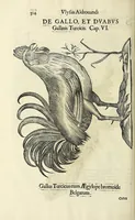 Picture 11 of 52 from Vlyssis Aldrovandi philosophi ac medici Bononiensis historiam naturalem in gymnasio Bononiensi profitentis, Ornithologiae, hoc est, De avibus historiae libri XII ... : cum indice septendecim linguarum copiosissimo (1599), leaf 332